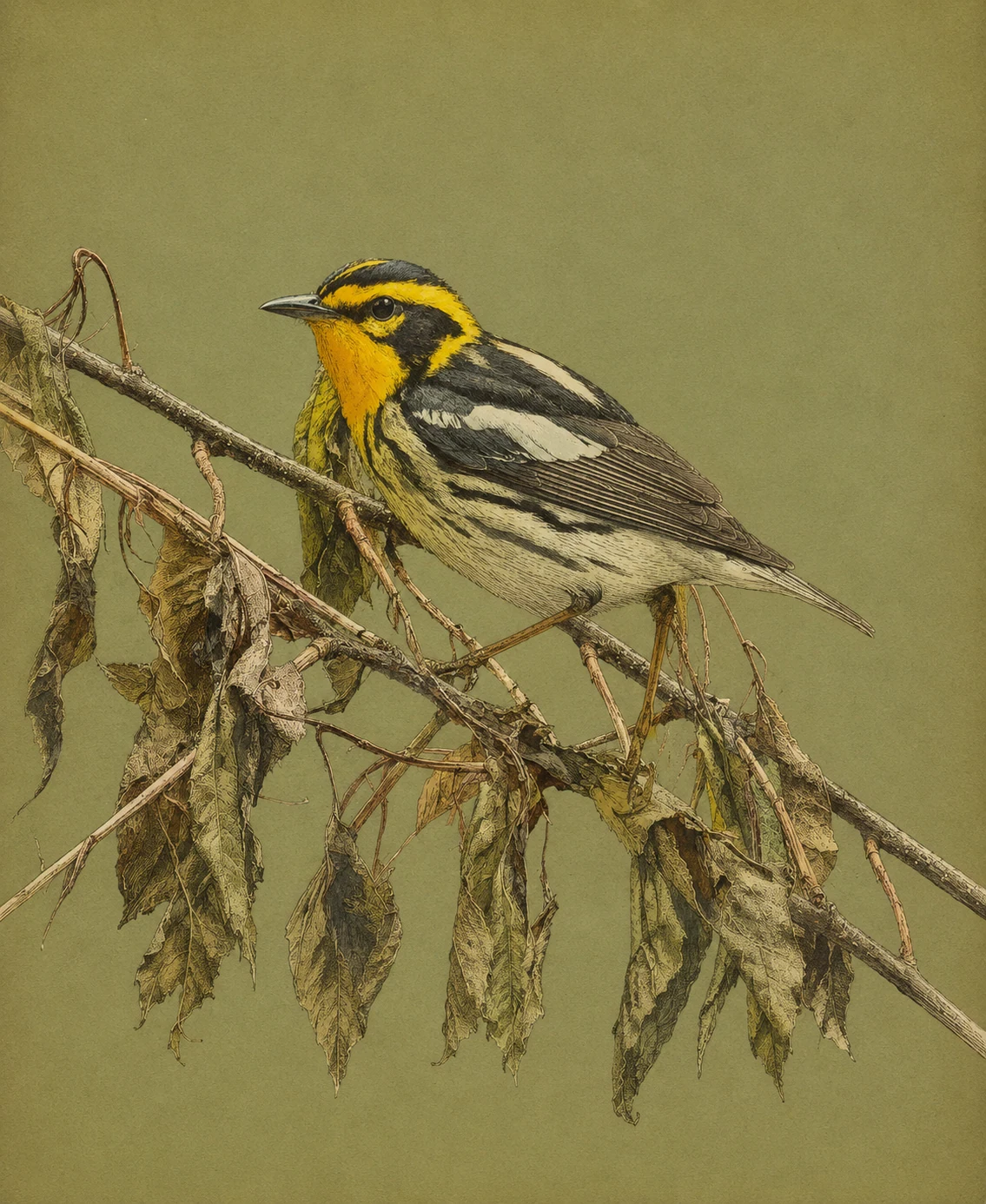 Blackburnian Warbler (Setophaga fusca)