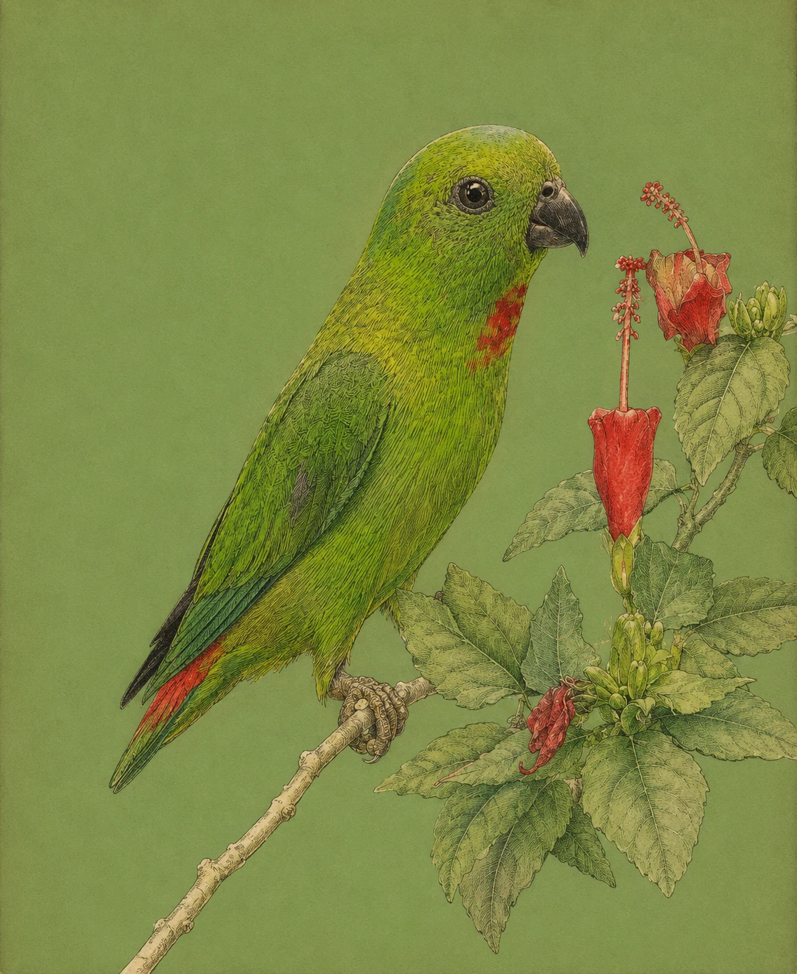 Blue-crowned Hanging Parrot (Loriculus galgulus)