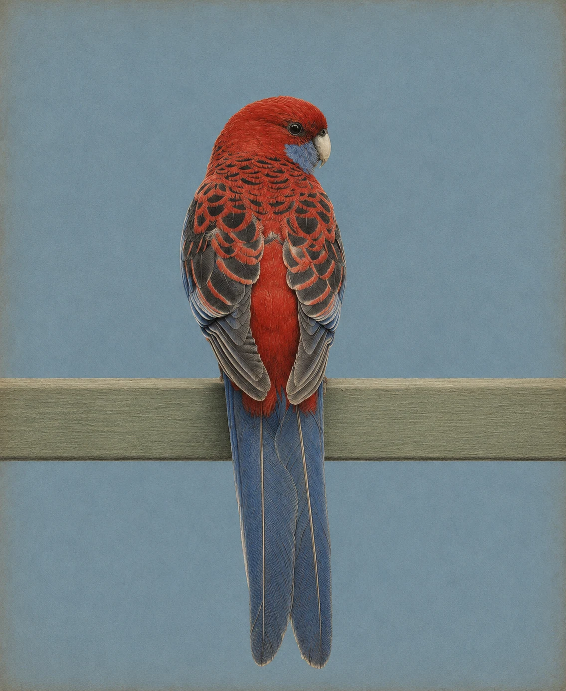 Crimson Rosella (Platycercus elegans)