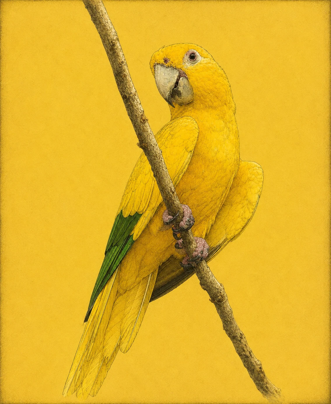 Golden Parakeet (Guaruba guarouba)