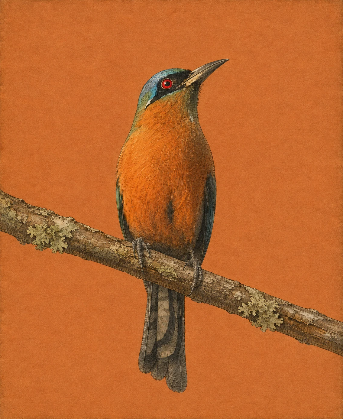 Blue-crowned Motmot (Momotus momota)