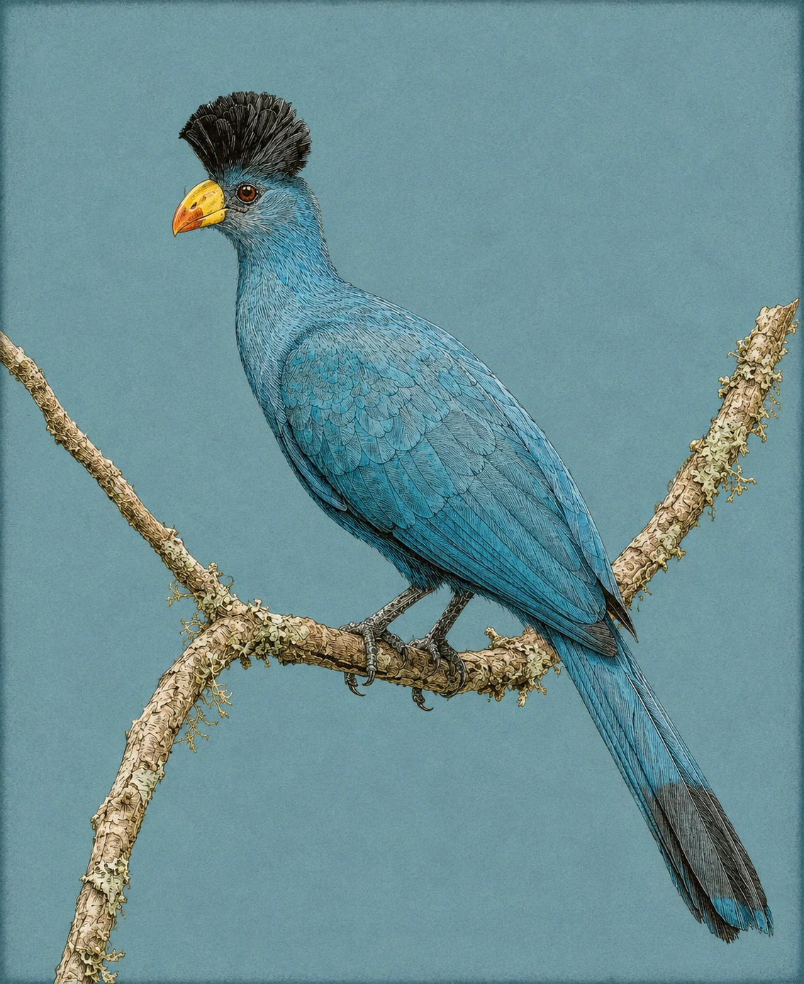 Great Blue Turaco (Corythaeola cristata)