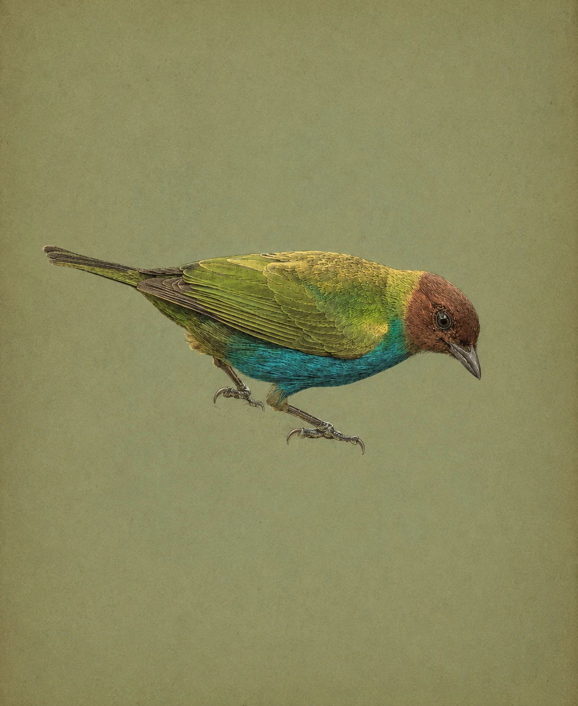 Bay-headed Tanager (Tangara gyrola)
