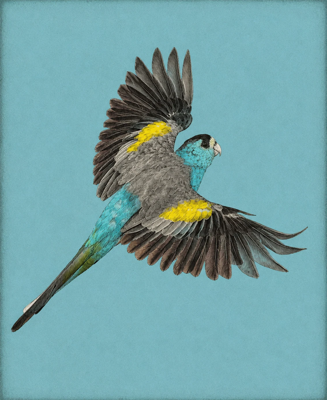 Golden-shouldered Parrot (Psephotellus chrysopterygius)