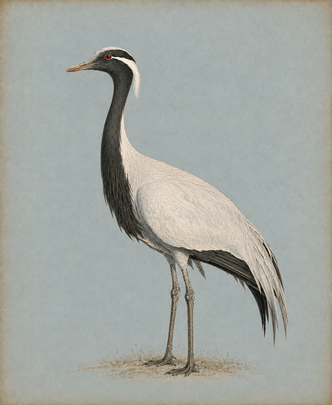 Demoiselle Crane (Grus virgo)