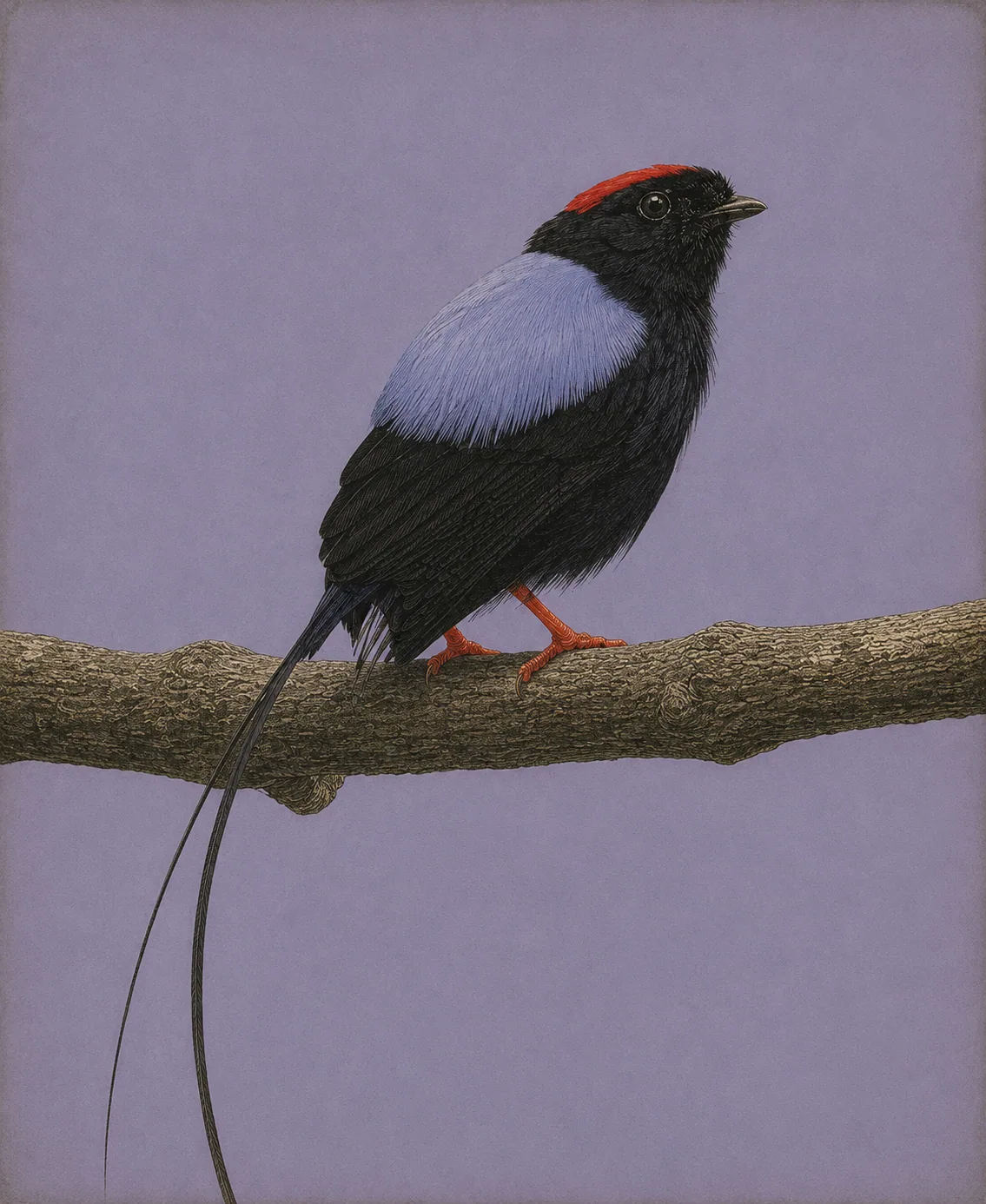 Long-tailed Manakin (Chiroxiphia linearis)