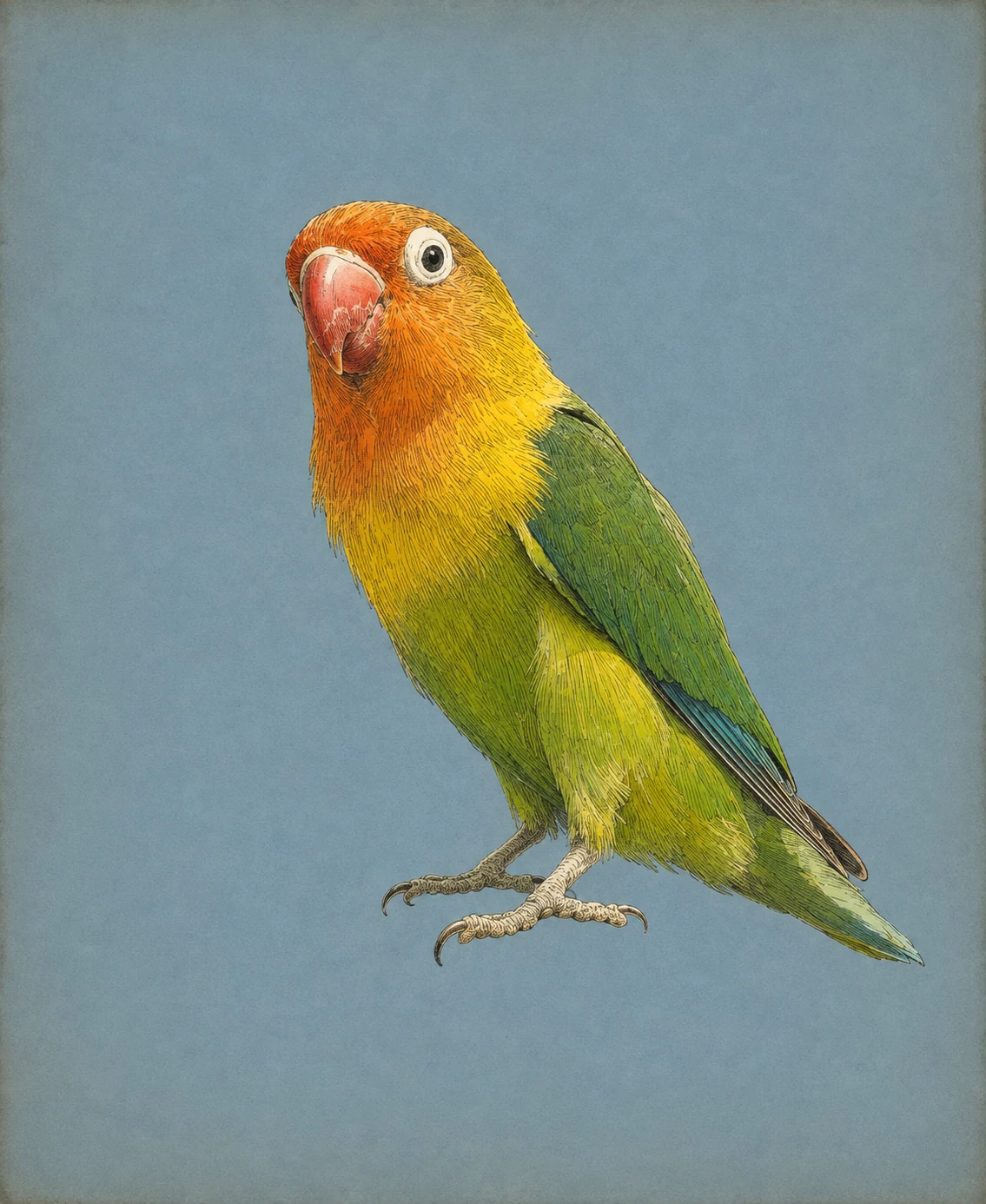 Fischer's Lovebird (Agapornis fischeri)