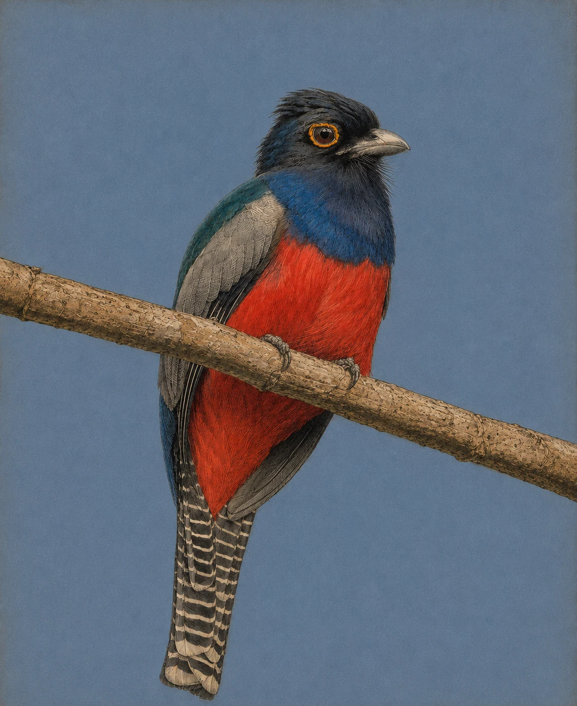Blue-crowned Trogon (Trogon curucui)