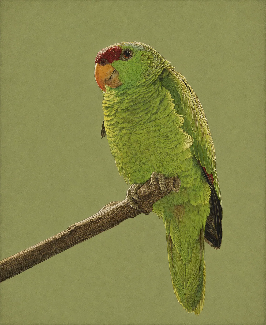 Lilac-crowned Amazon (Amazona finschi)