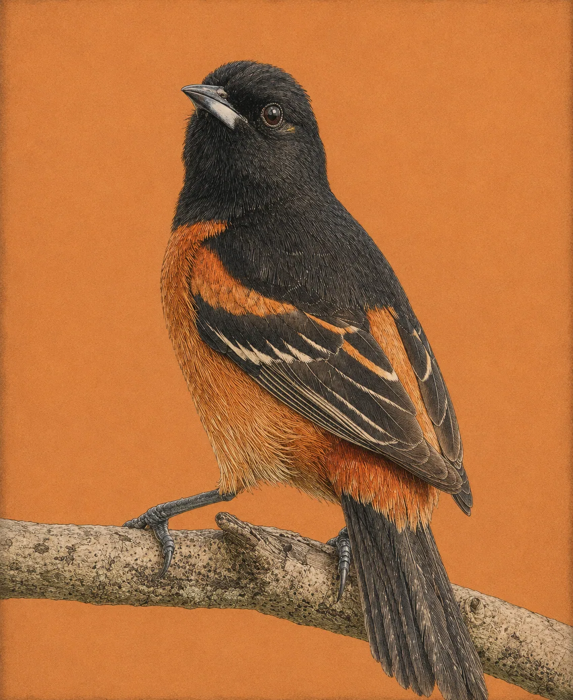 Orchard Oriole (Icterus spurius)