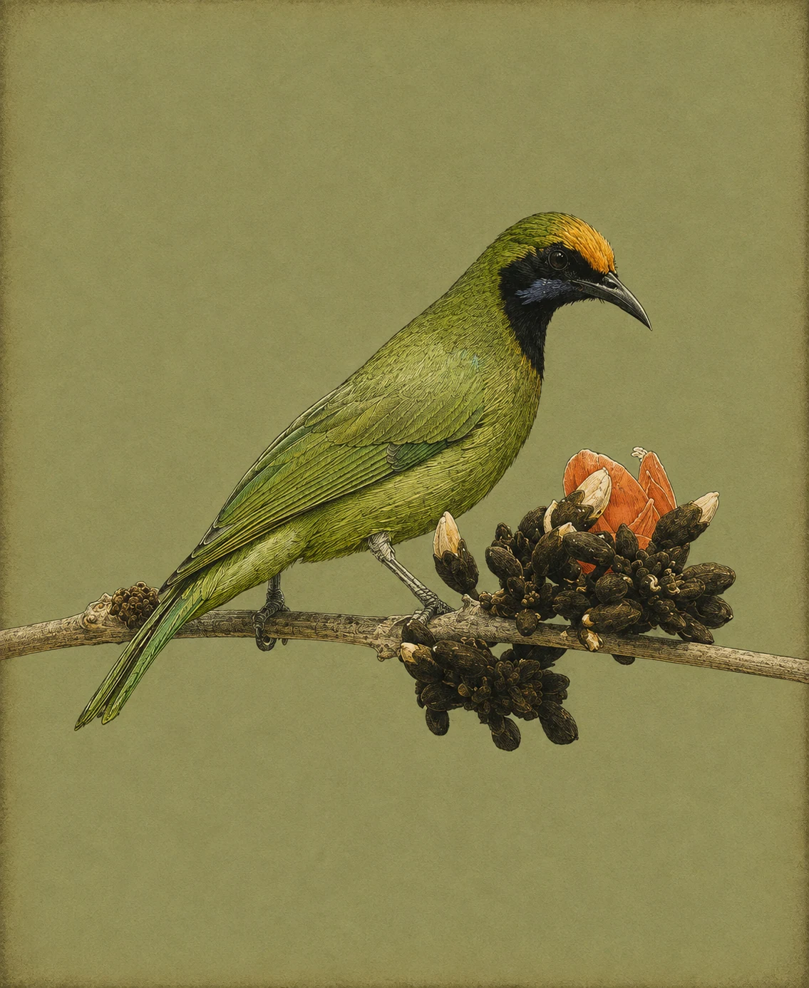 Golden-fronted Leafbird (Chloropsis aurifrons)