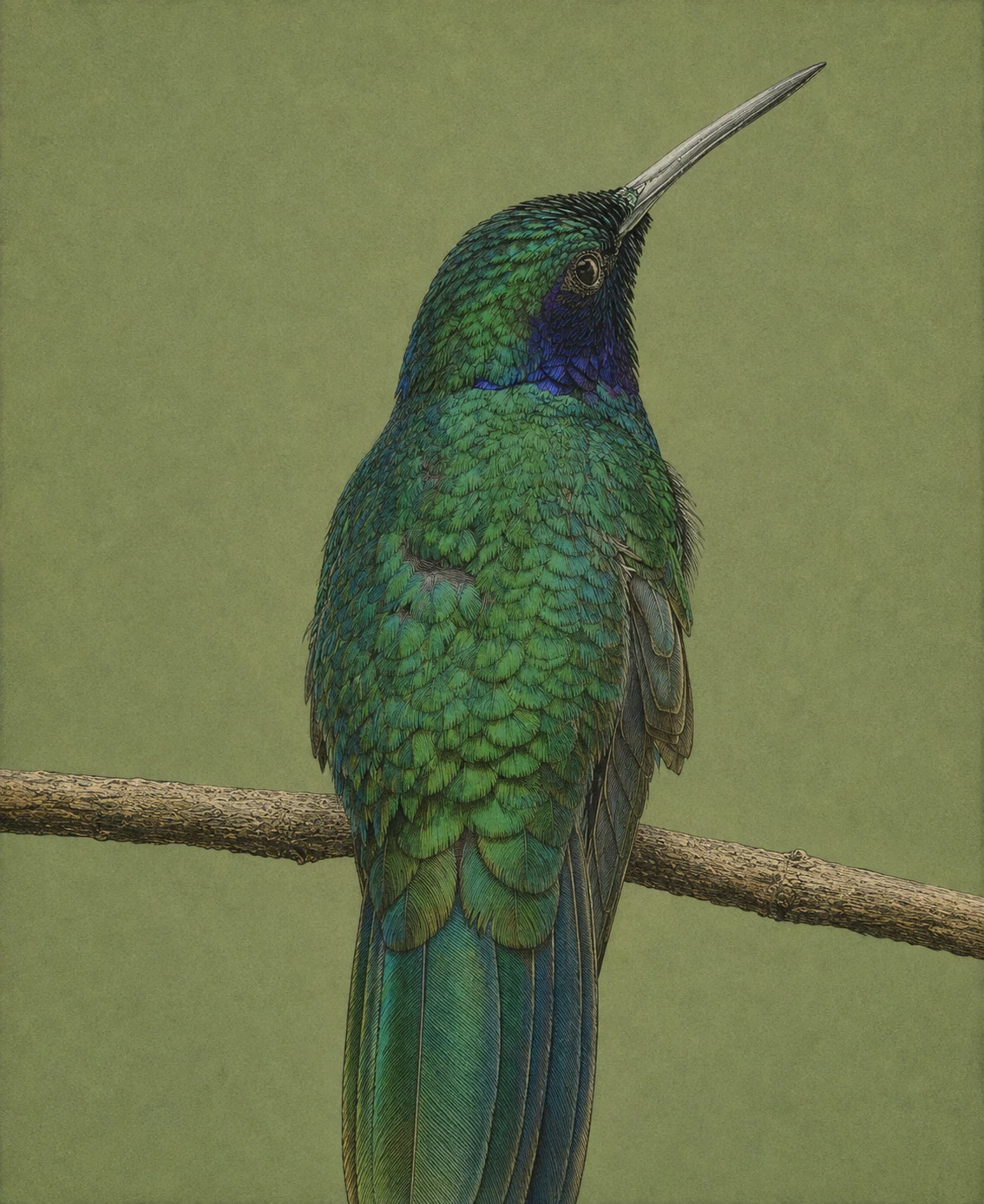 Green Violetear (Colibri thalassinus)