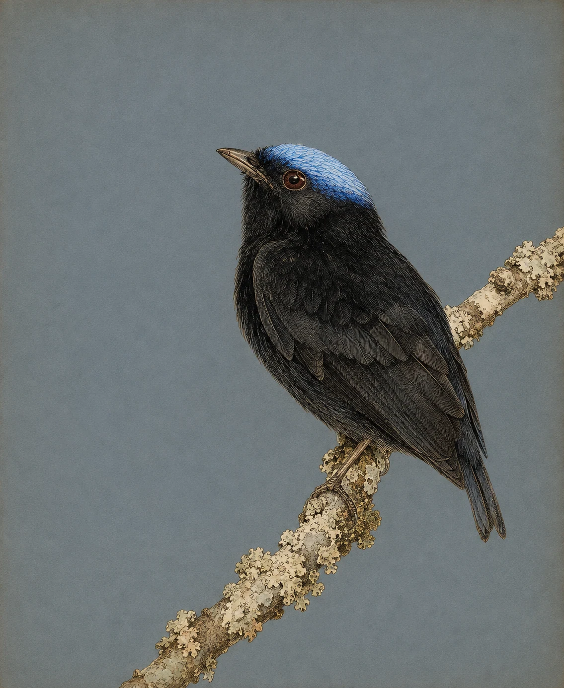 Blue-crowned Manakin (Lepidothrix coronata)