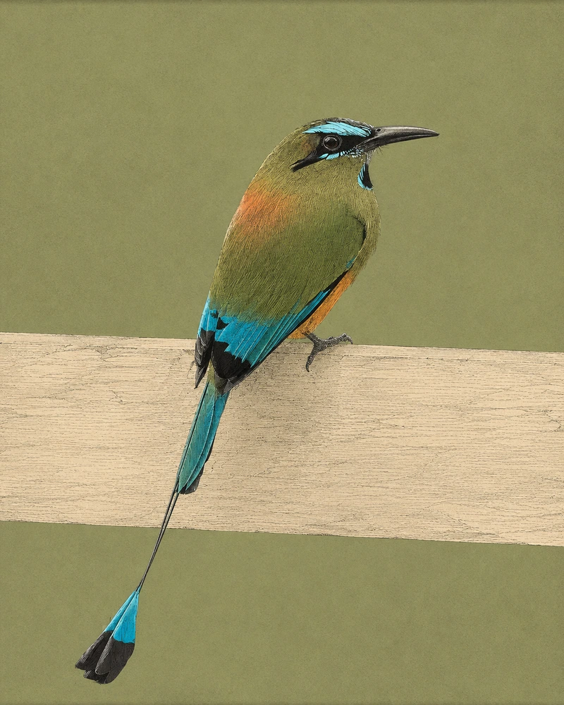 Turquoise-browed Motmot, Eumomota superciliosa